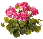 Geranium Franse UV -H2O bestending, Ø 30 H 39 cm